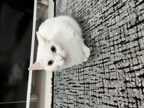 Dişi 2 yaşında nasir renk iran kedisi