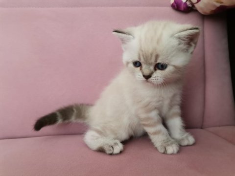 Behlülün yavrularına yuva arıyorum
