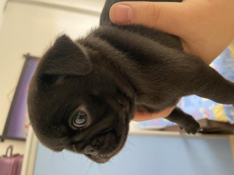 Pug yavrular sahiplendirilecektir 1 krem erkek 1 siyah dişi