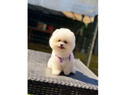 Pamuk şekeri pomeranian boo