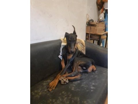 Kaliteli doberman yavruları