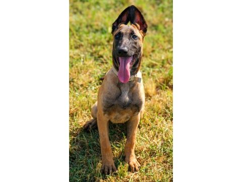 Belçika malinois efsane yavrular
