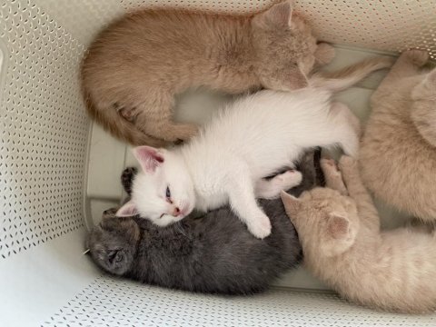 Sahiplendirilecek 4 yavru british shorthair