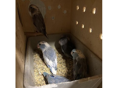 45 günlük bebek forpus