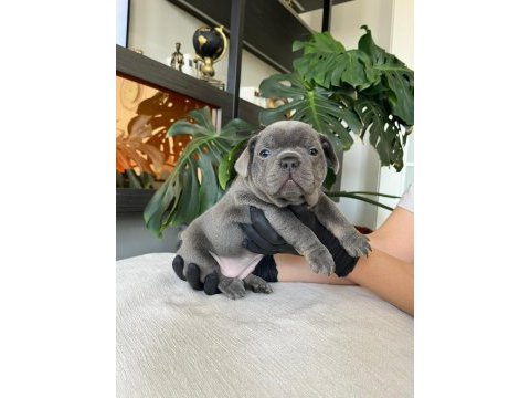 Rengarenk french bulldog yavrularım egzotik