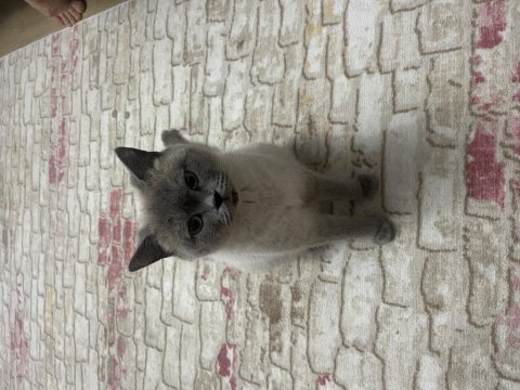 Yetişkin british shorthair dişi kediler
