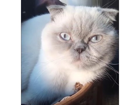 Ücretsiz sahiplendirme scottish fold kedimiz