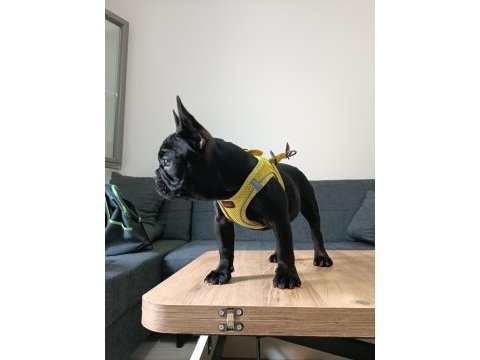 A+ kalite french bulldog lekesiz siyah özel renk