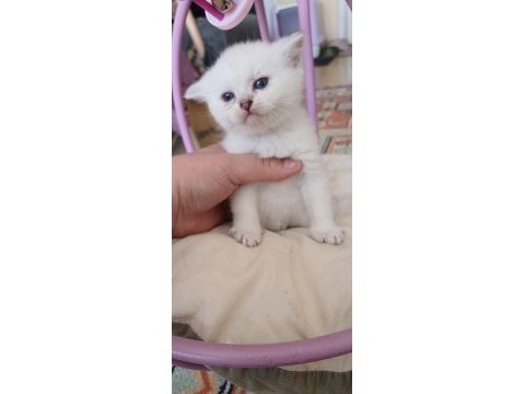 Anne sütünden kesilmek üzere iran kedisi (persian)