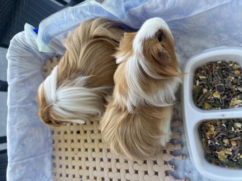 Karamel & latte guinea pig