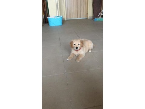 Safkan golden retriever yavrularımız