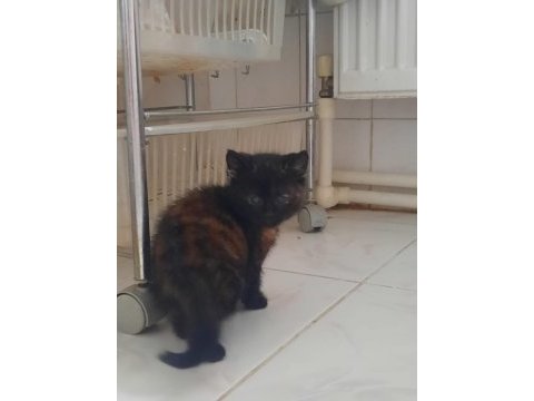 British shorthair kedisi sahiplendirme