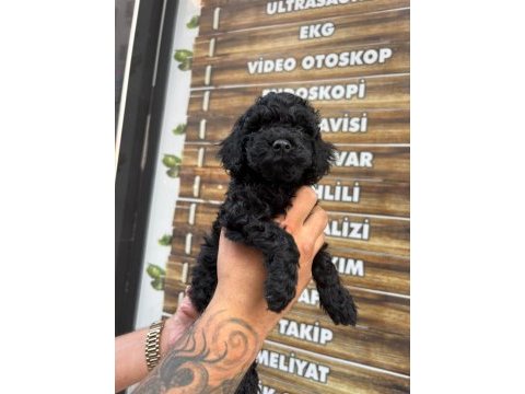 Siyah poodle bebekler