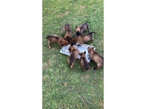 A kalite malinois belçika kurdu yavrular