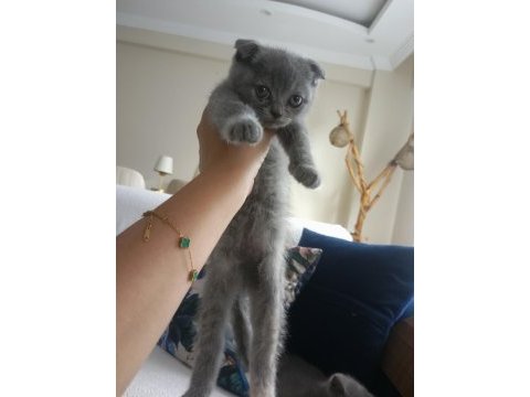 2 aylık scottish & british shorthair sahiplendirme