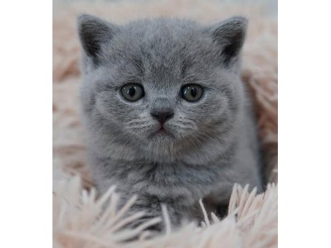 Sevgi pıtırcığı gri british shorthair