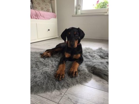 İsteğe özel estetikli doberman köpekler
