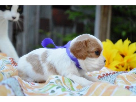Ailelere uygun cavalier king charles