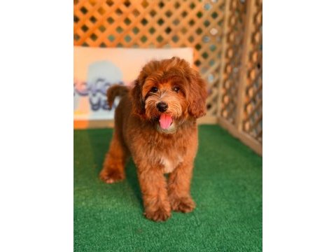 Maltipoo bebekler referans yavru