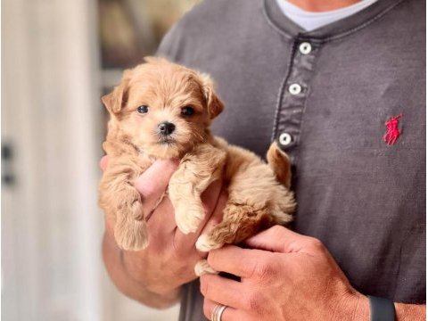 Maltipoo bebek surat yavrular 