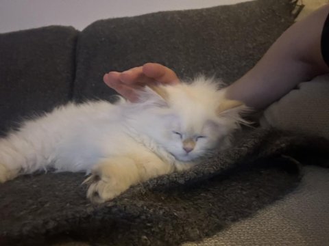 British longhair 2,5 aylık