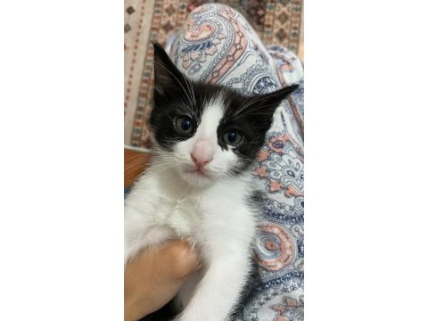 Bebek kedilerimiz yeni yuvalarını arıyor