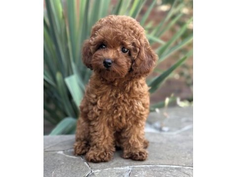 Safkan toy poodle yavrular