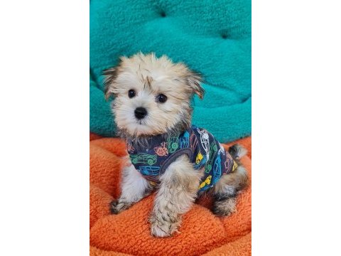 Neşe kaynağı morkie yavrularımız