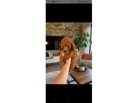Aıle ortamında buyuyen poodle mınıkler