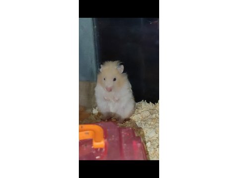 8 aylık sevimli uysal insana alışık hamster