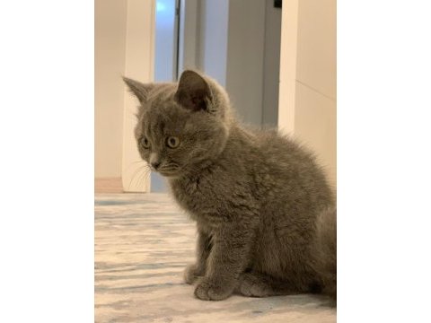 British shorthair kedi yavrusu