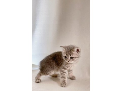Sessiz ve tatlı sevgi dolu gri british shorthair