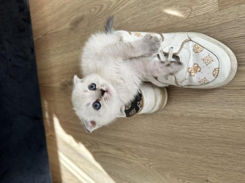 Beyaz scottish fold oğlumuz