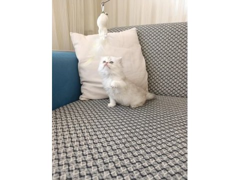 Silver kız kardeş kediler