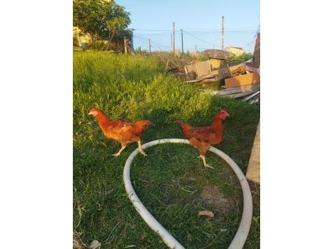 3 adet horoz