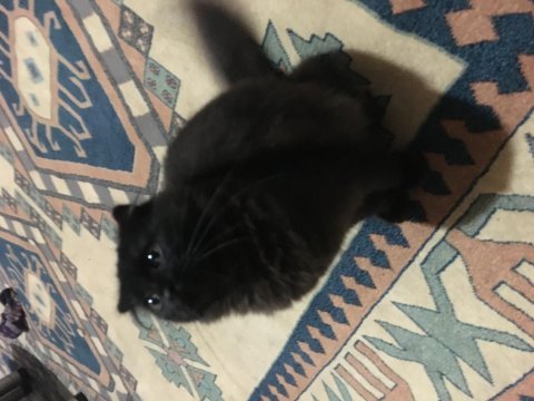 4 aylık dişi scottish fold