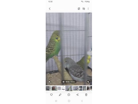 30 40 gün arası bebek muhabbet kuşları