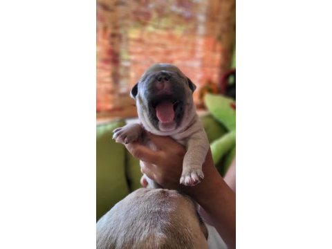Yavru french bulldog