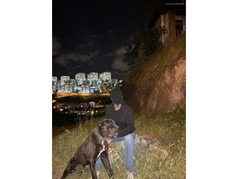 Orjinal erkek cane corso