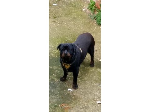 Rottweiler 5 yaşında erkek kısır