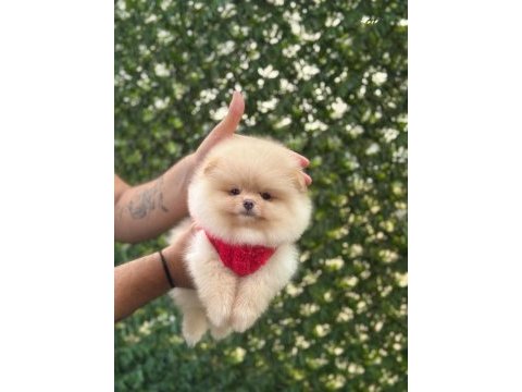 Ayıcık surat pomeranian