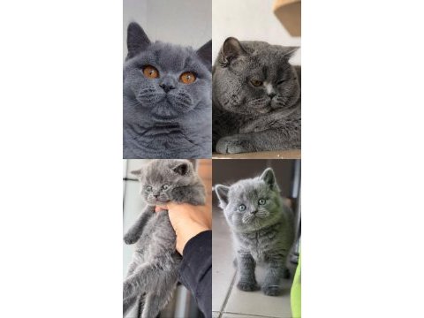 Safkan full british shorthair soy yavrular