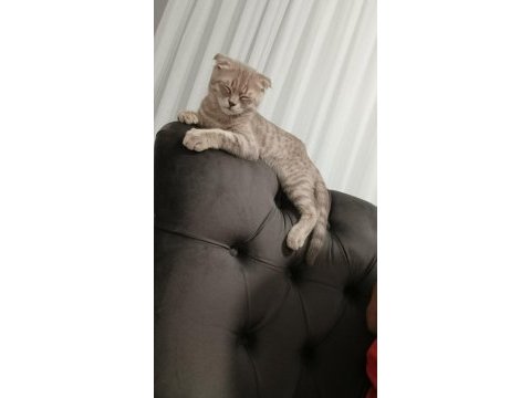 Sahiplendirmek istiyorum scottish fold kedimizi