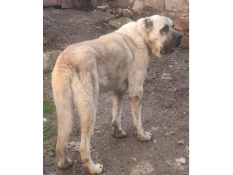 Dev ırk anadolu çoban köpeği