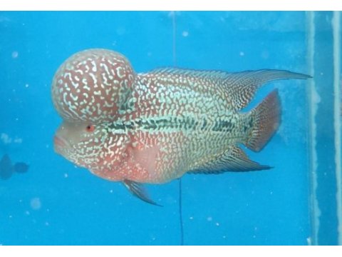 Flowerhorn