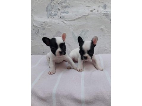 Harika güzellikte french bulldog yavrularım