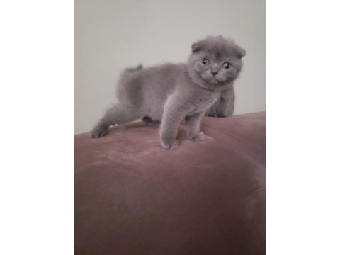 Scottish fold ve british yavrular rezervasyona hazır