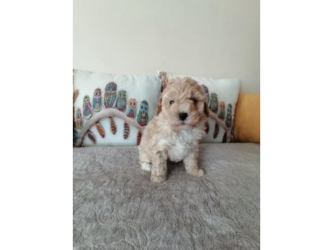Muhteşem maltipoo bebek köpekler