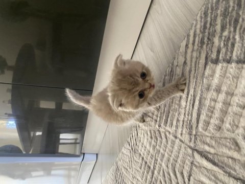 1,5 aylık dişi scottish fold sahiplendirilecektir