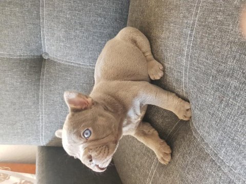 Harika anatomi harika french bulldog yavrular